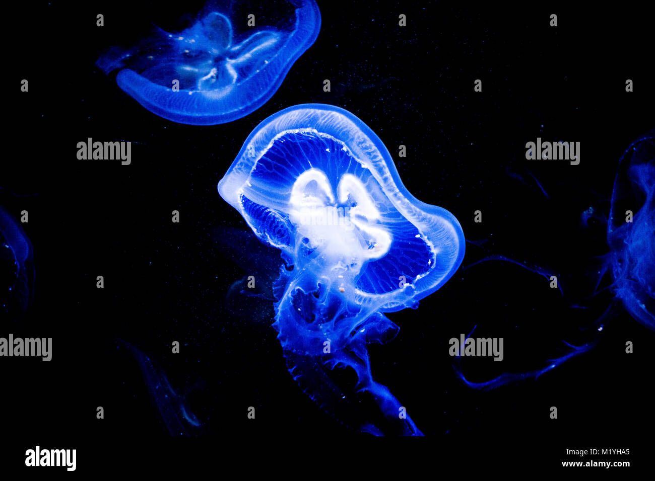 Beautiful phosphorescence on display at the aquarium Stock Photo