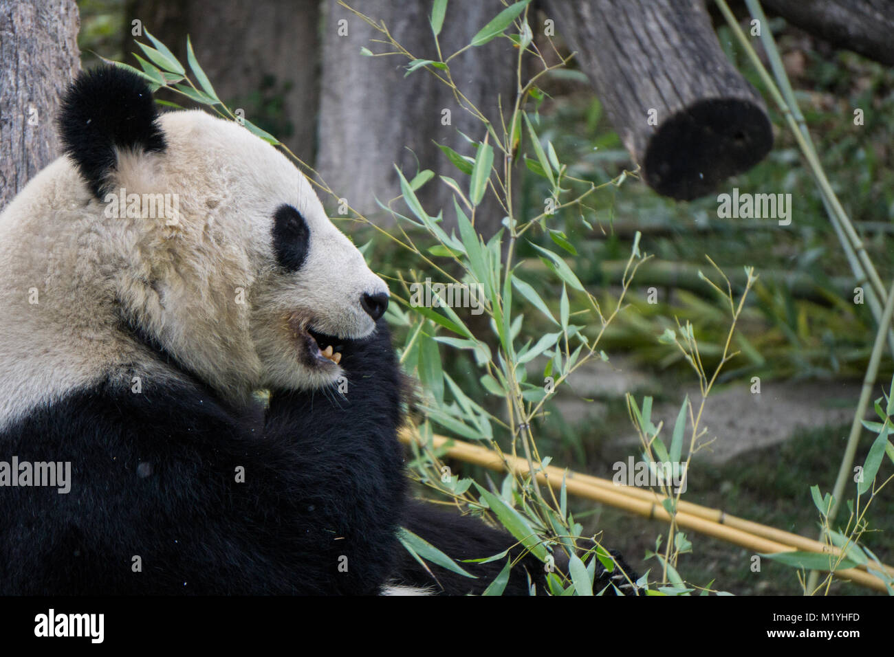 Panda taking a bite out of a bamboo branch Stock Photo