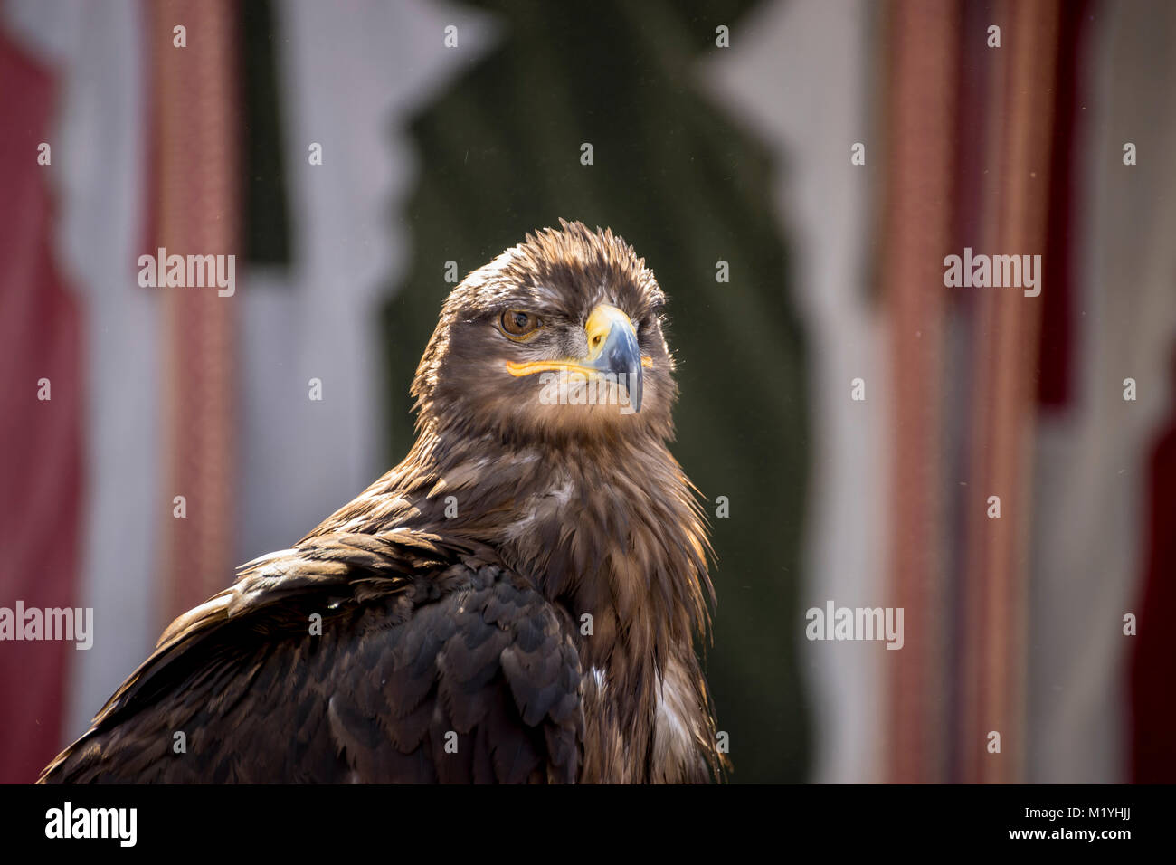 Rapacious, beautiful eagle in a display of birds of prey Stock Photo ...
