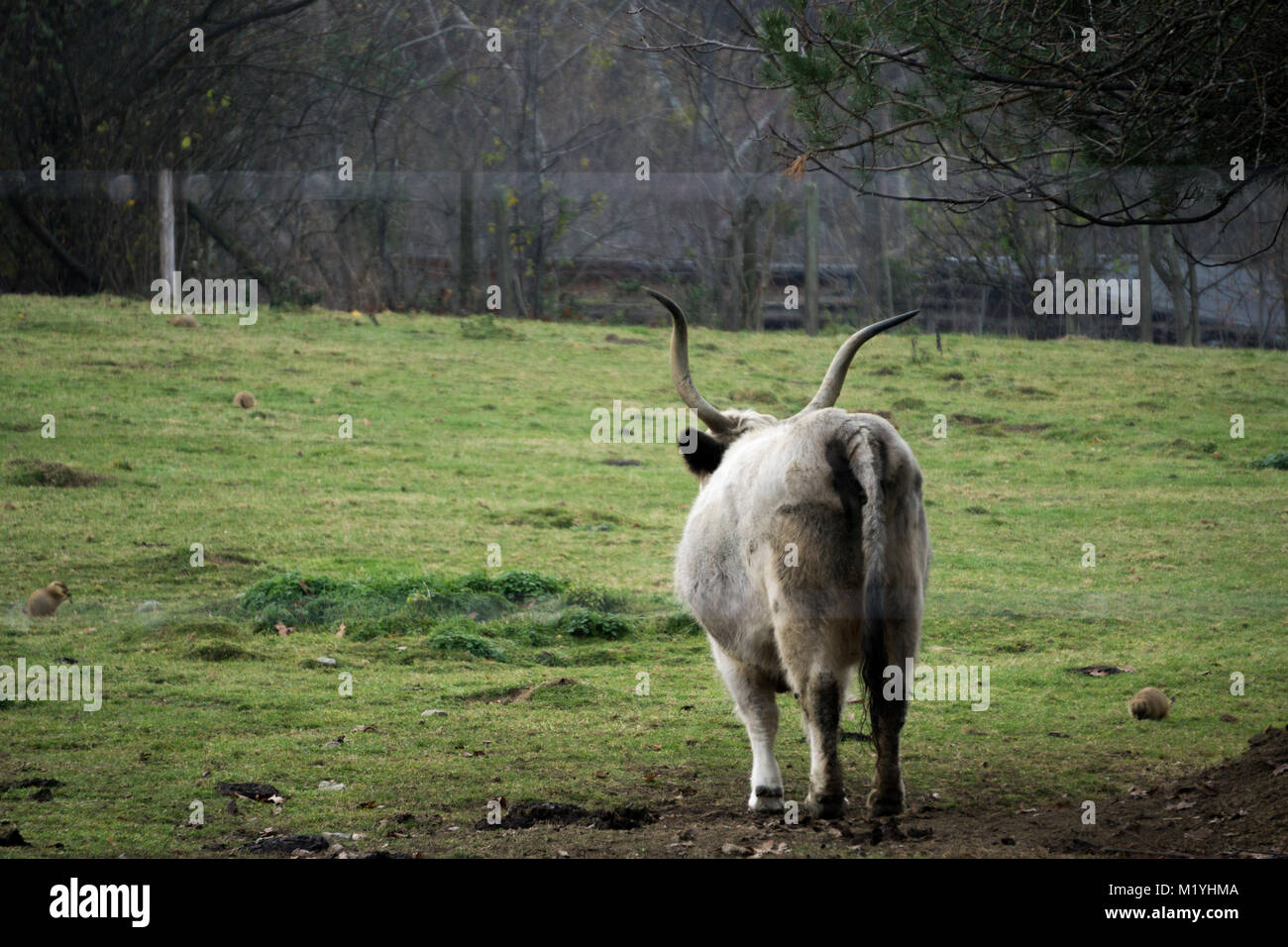 Longhorn bull with massive horns standing on a field Stock Photo