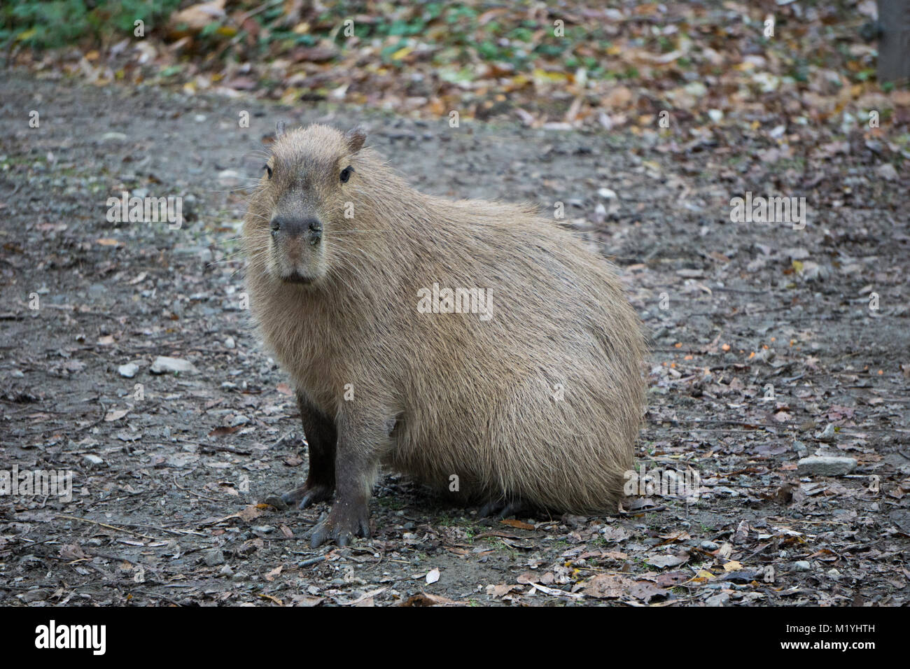 Capibara rodent in the zoo Stock Photo - Alamy