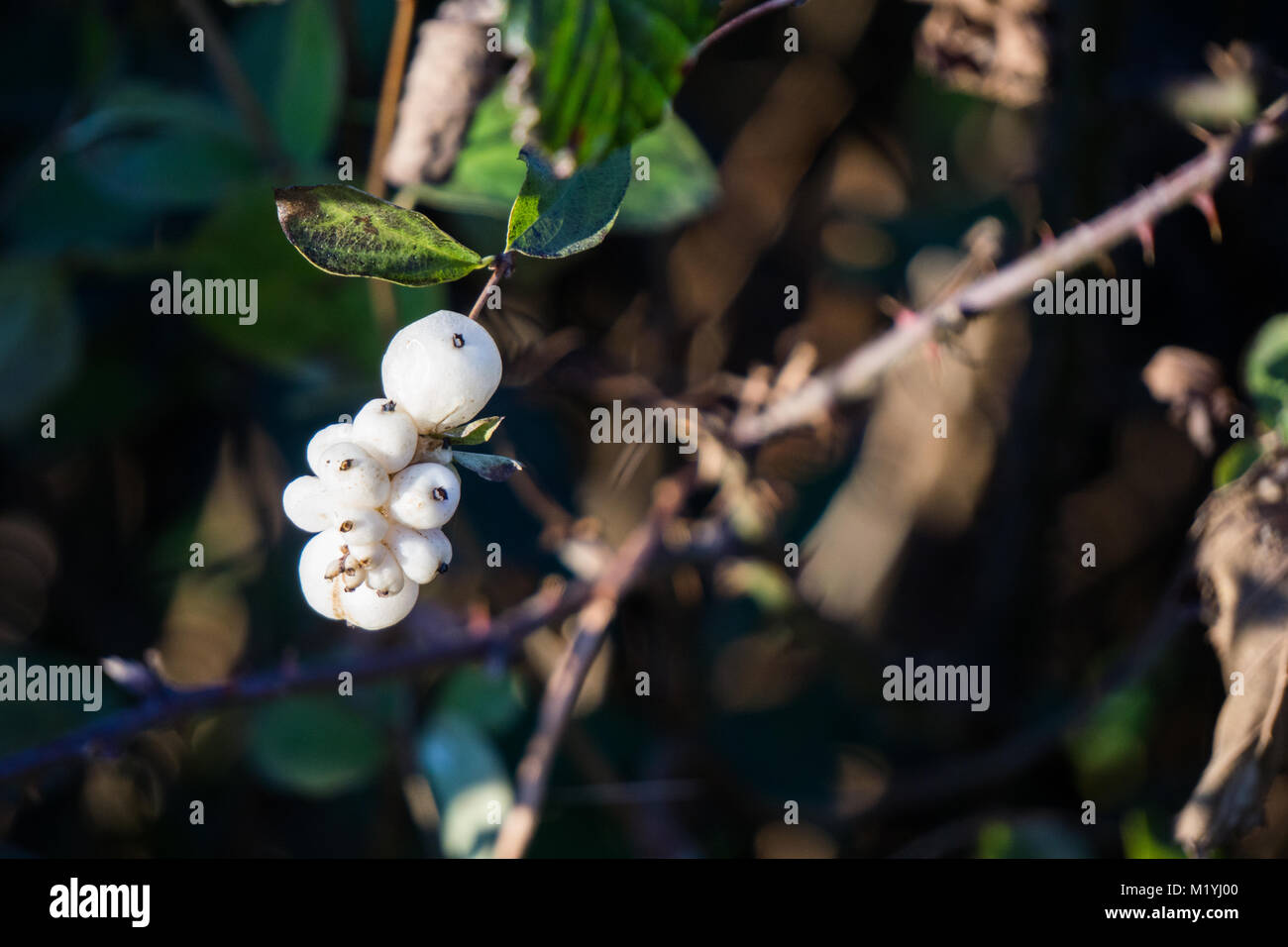 Snowberry in late autumn Stock Photo