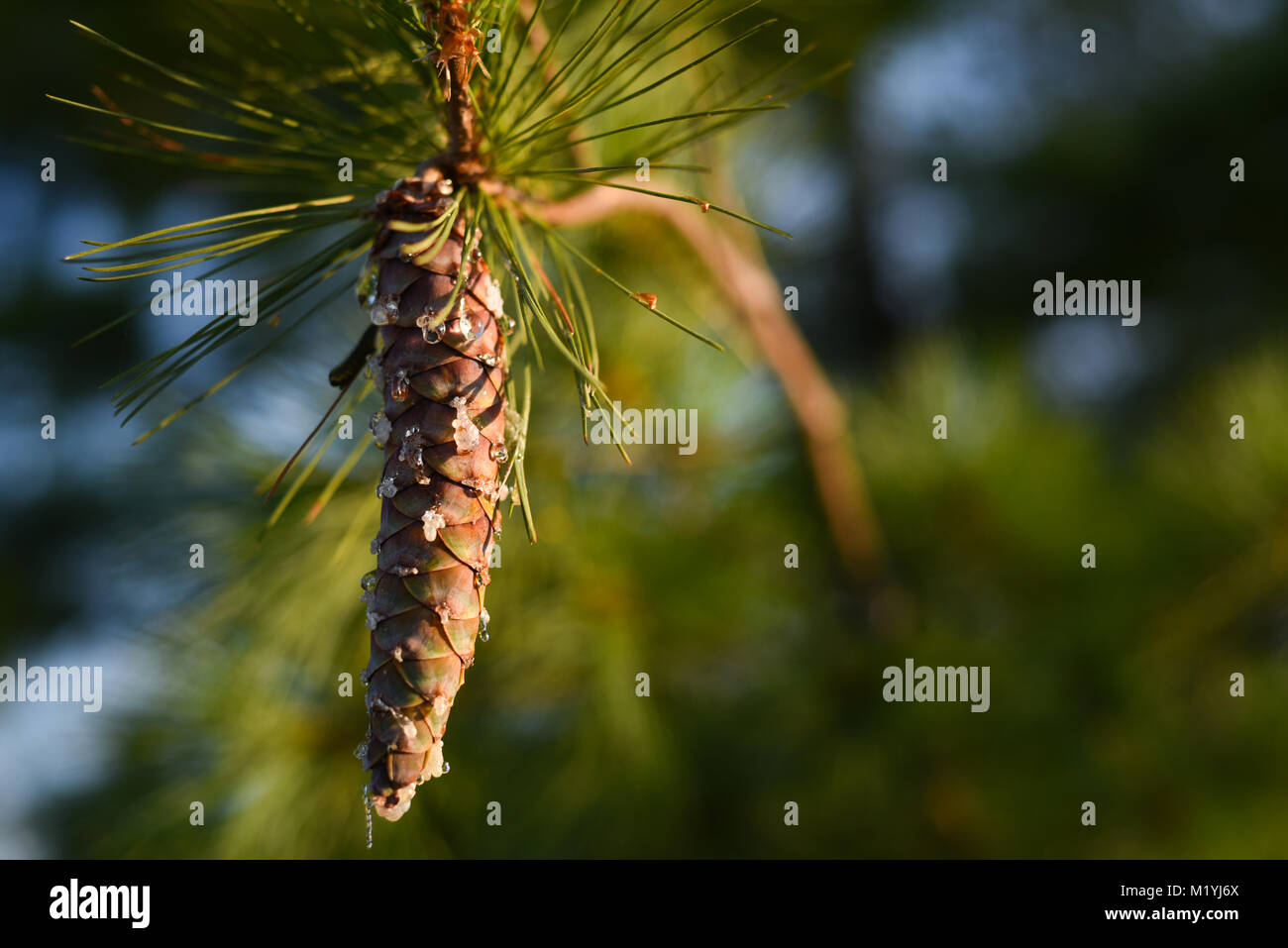 young white pine cone dripping sap in evening sun Stock Photo - Alamy