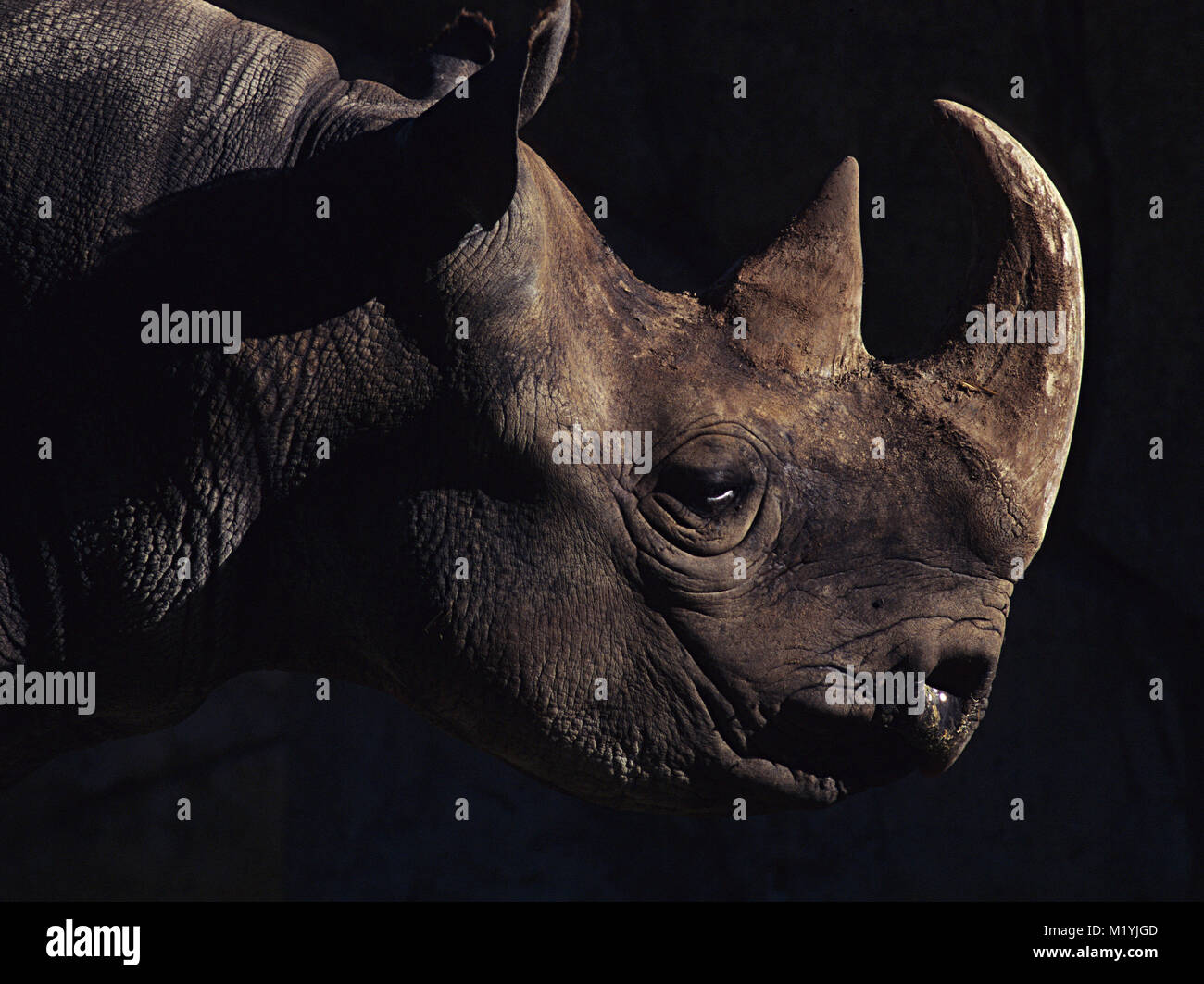 rhinoceros in sun San Diego zoo CA Stock Photo