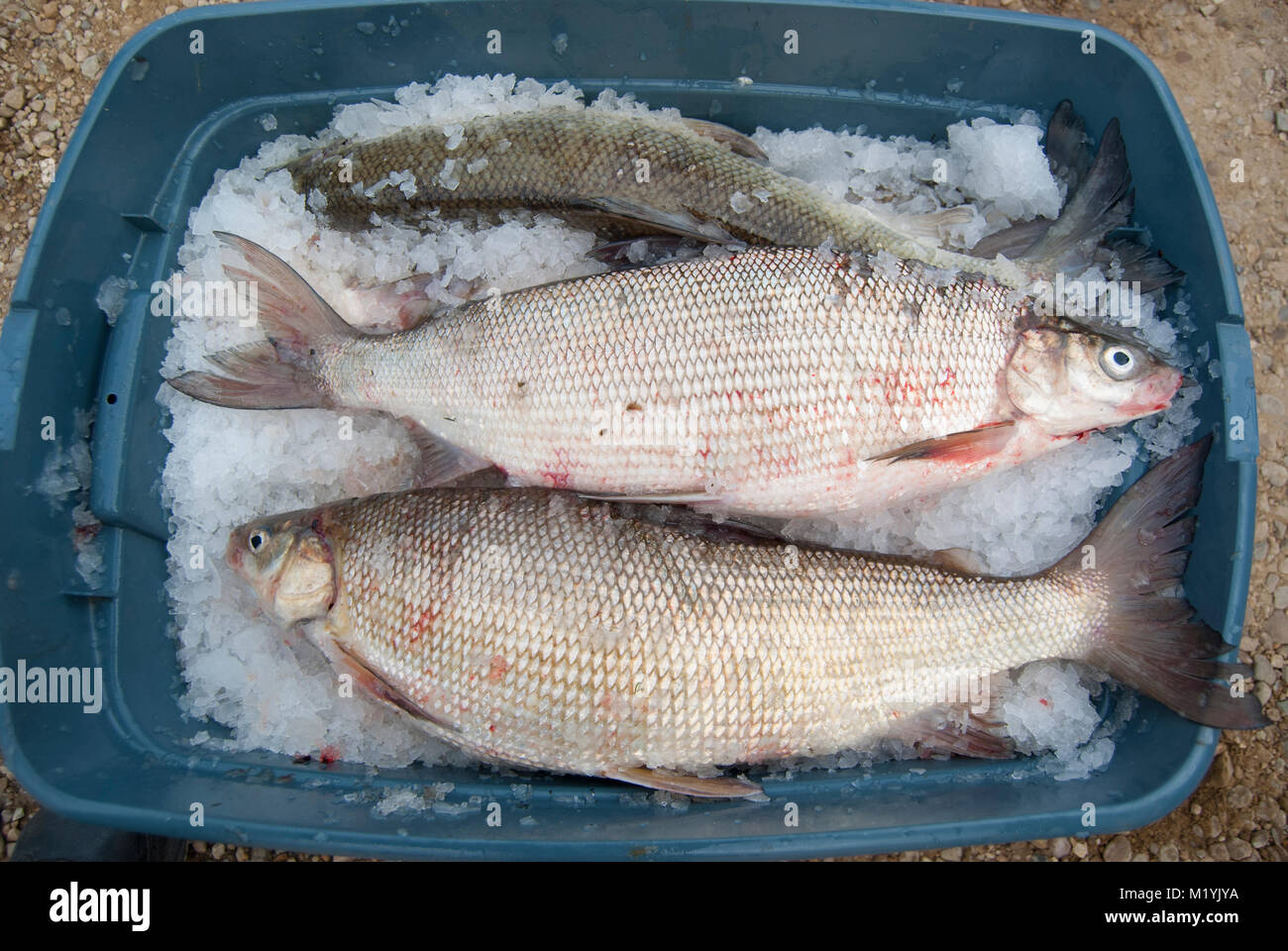 Commercial netted Whitefish, Lesser Slave Lake, Alberta,Canada Stock