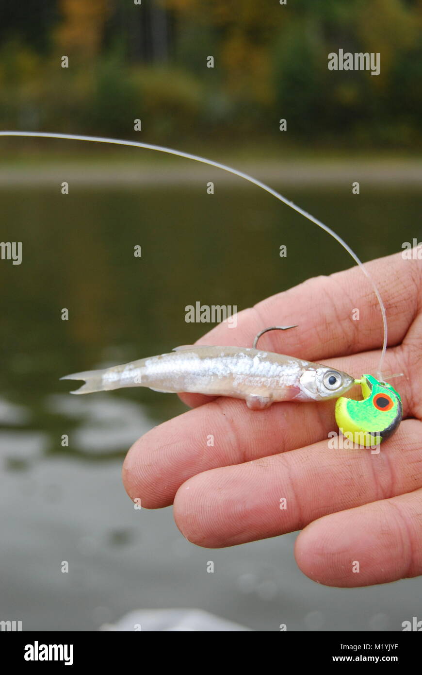 A minnow and jig combination used for Walleye fishing in northern  Alberta,Canada Stock Photo - Alamy