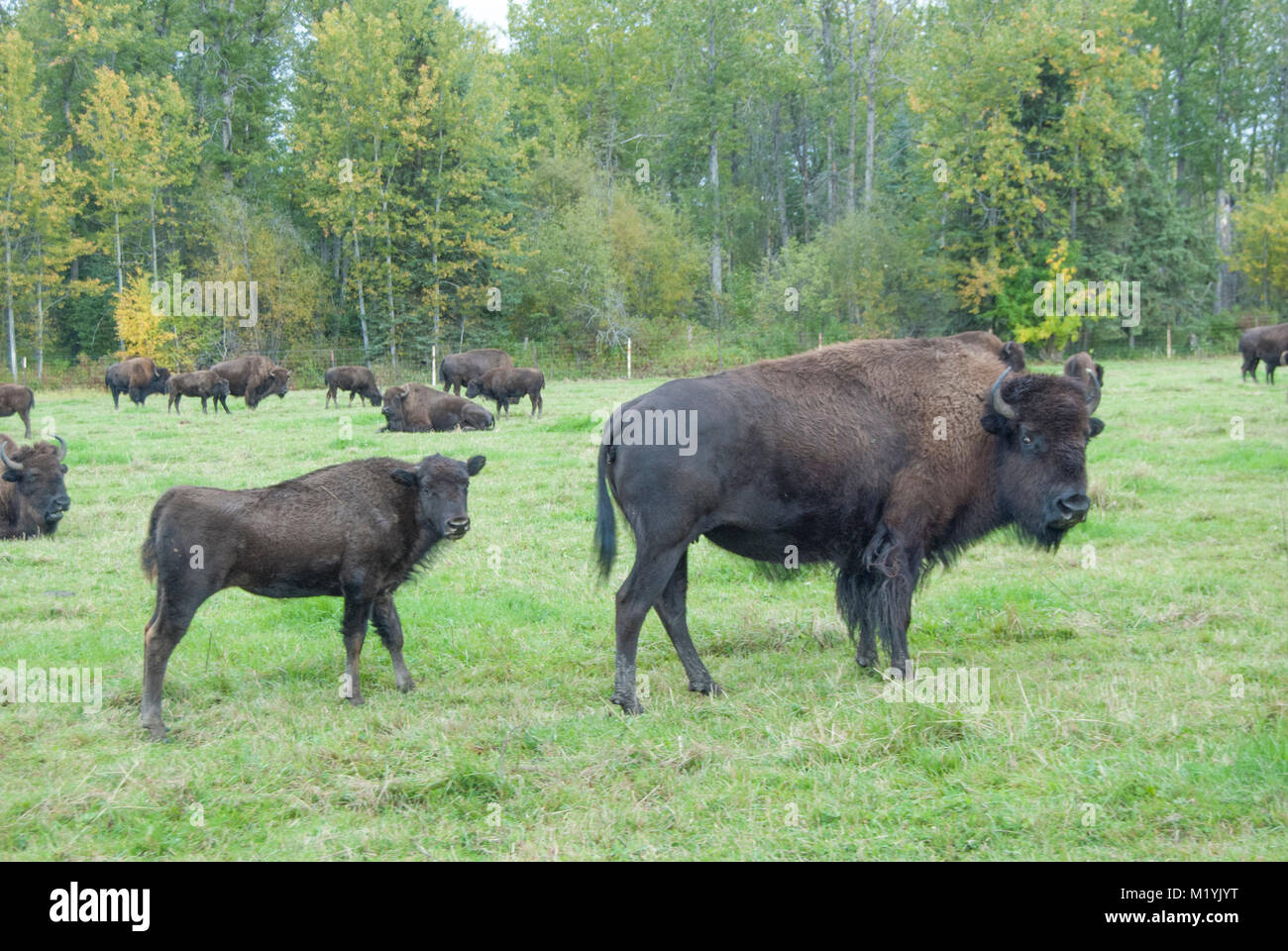 Bison on a ranch near Lesser Slave Lake,Canada, commercially raised for ...