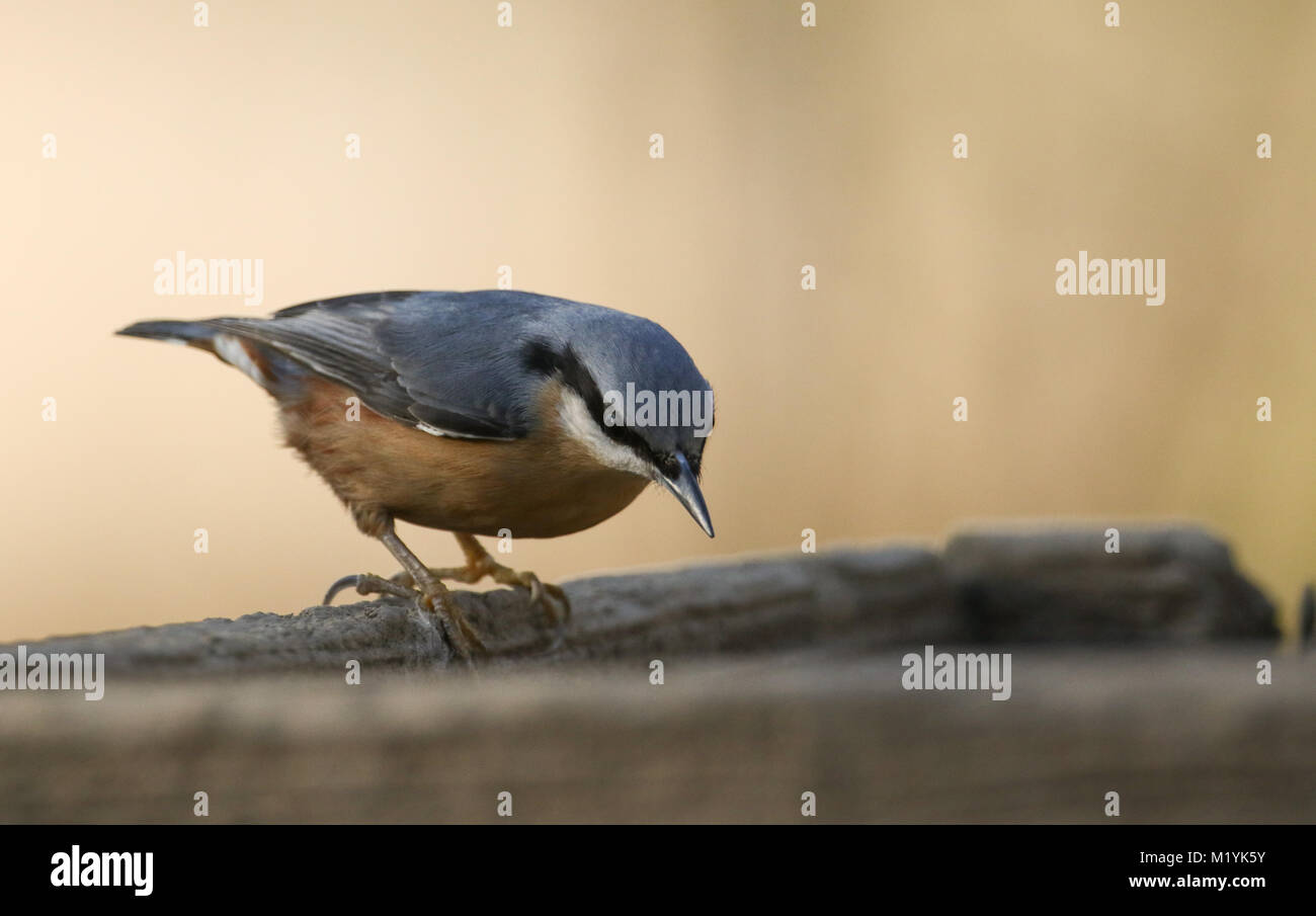 A pretty Nuthatch (Sitta europaea) perched on wood looking down to the ground for food. Stock Photo