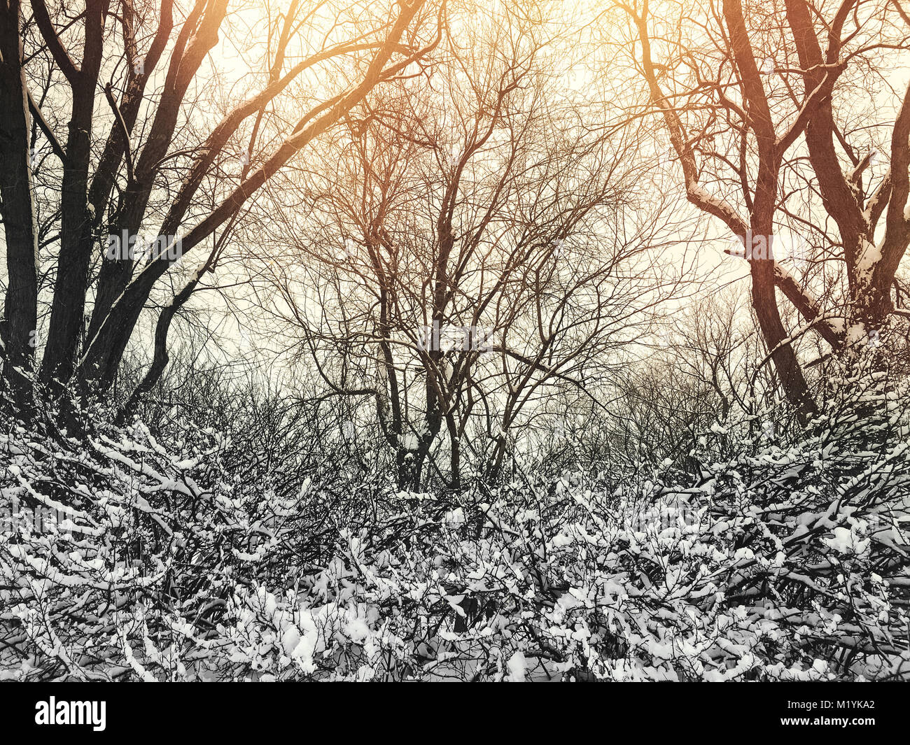 Sunset in a beautiful winter park with snowy trees Stock Photo - Alamy
