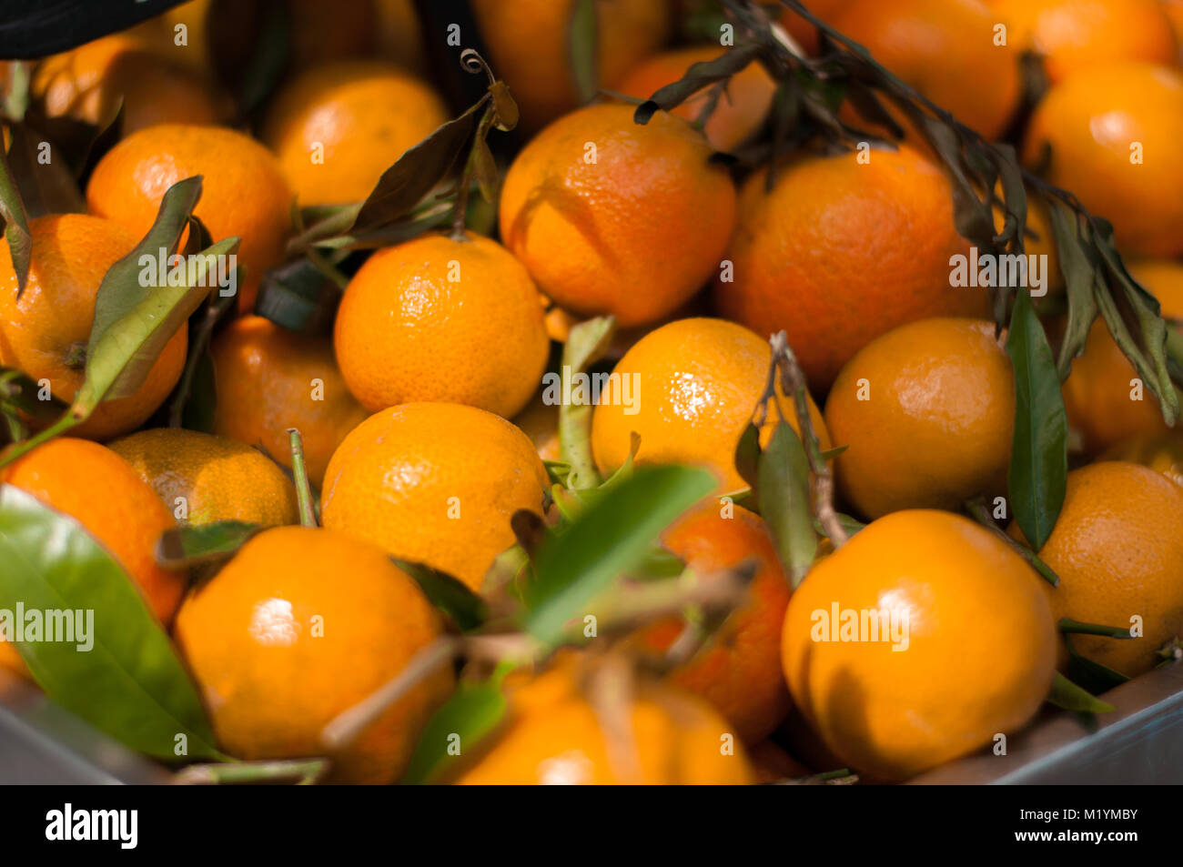ripe orange, juicy and full of vitamins tangerines at the market