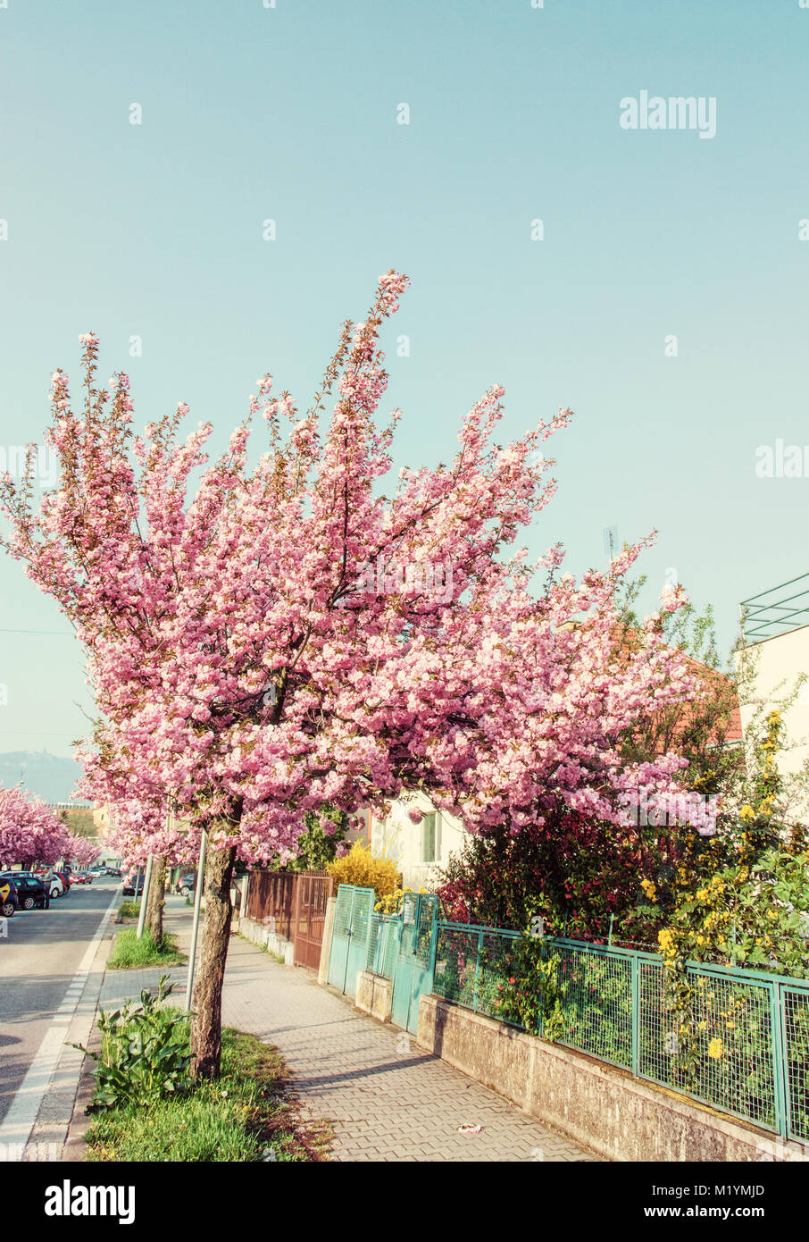 Flowering sakura tree in the street. Springtime scene. Retro photo ...