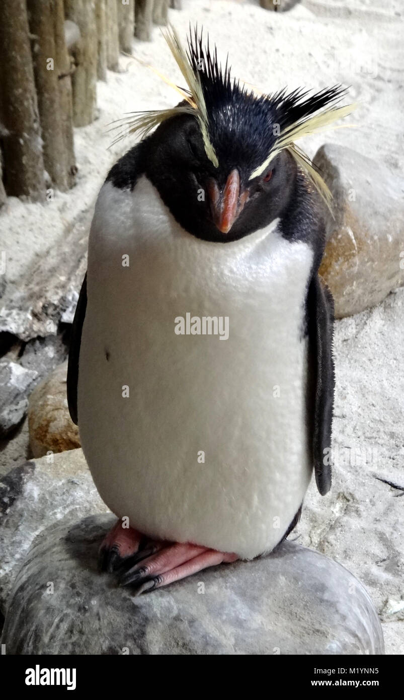 Strange penguin hi-res stock photography and images - Alamy
