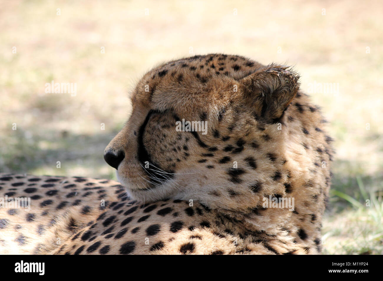 Cheetah arresting at Kruger Park South Africa Stock Photo
