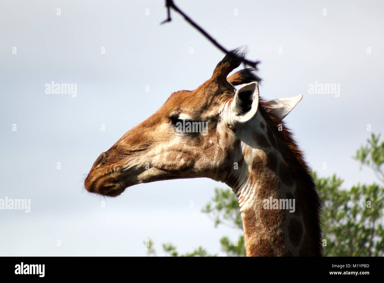 Giraffe at Kruger Park South Africa Stock Photo
