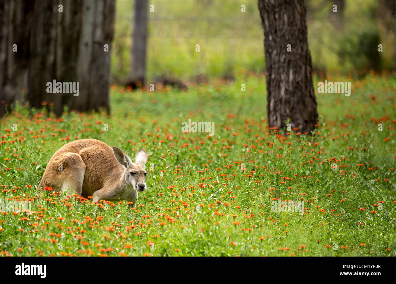 A kangaroo with black and white markings on its face - the trademark of a red kangaroo  (macropus rufus). It is crouched down amongst the wildflowers. Stock Photo