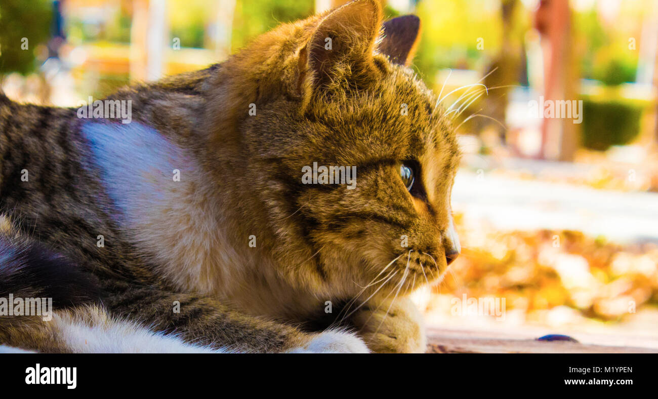 It is cat in the park.it is sitting in people legs and waiting for rubbing Stock Photo