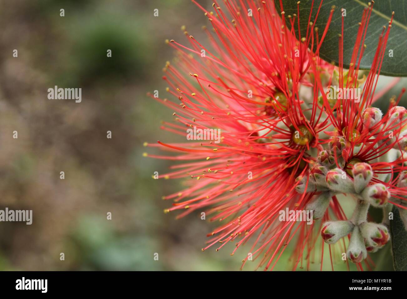 Callistemon flower in the garden in spring Stock Photo - Alamy