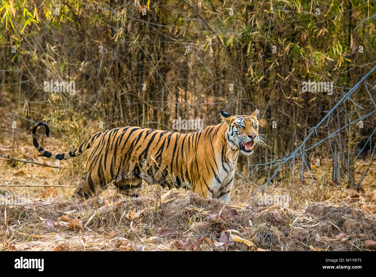 Wild adult Female Bengal Tiger, Panthera tigris tigris, with full nipples, calling for her cubs, Bandhavgarh Tiger Reserve, Madhya Pradesh, India Stock Photo