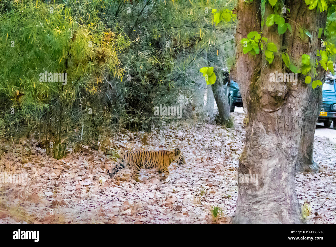 Little two month old wild Bengal Tiger Cub, Panthera tigris tigris, walking towards a road with vehicles, Bandhavgarh Tiger Reserve, India Stock Photo