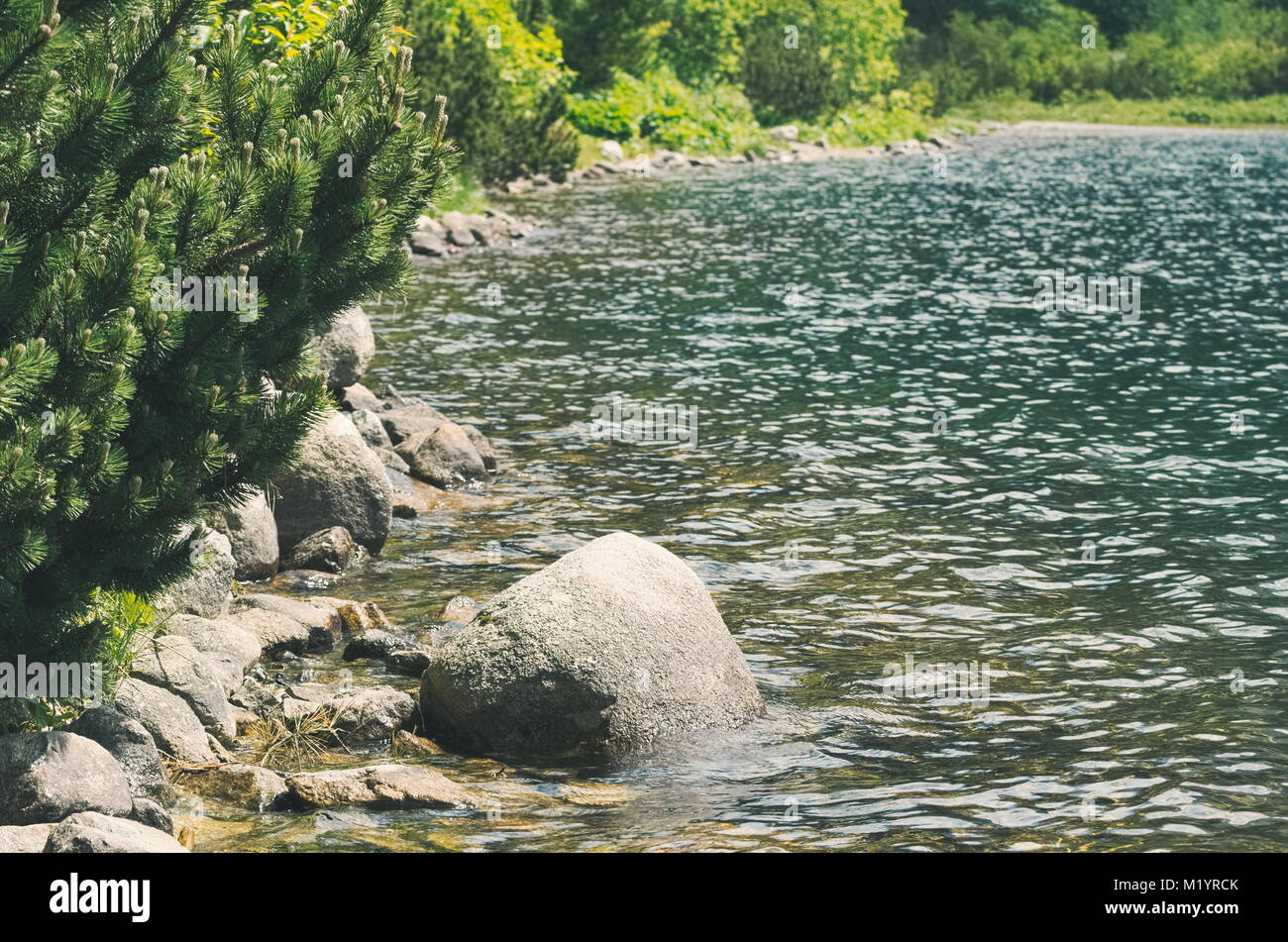 Mountain Lake with Pine Tree on a Summer Day Closeup Stock Photo