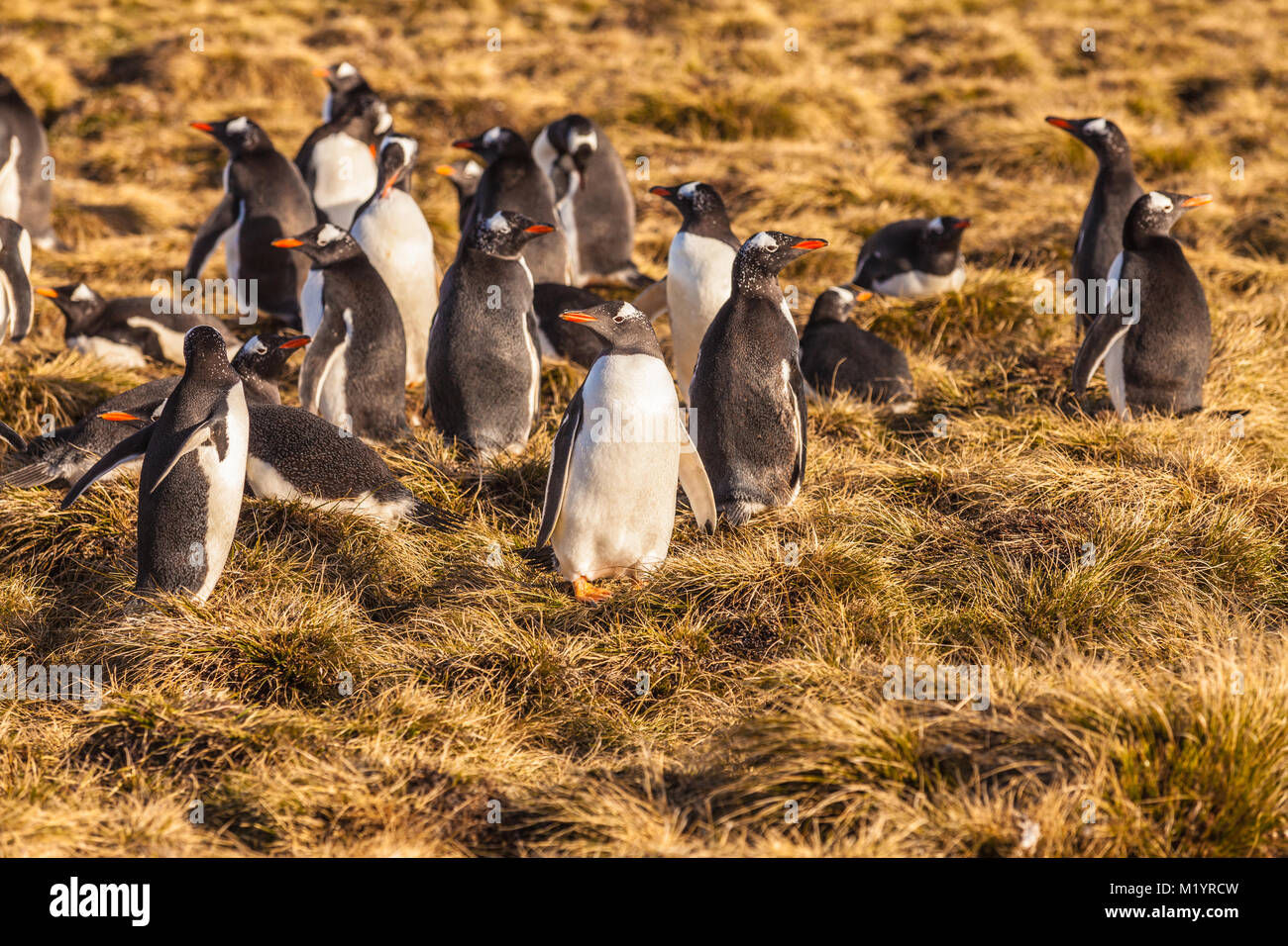 Gentoo Penguin colony, nesting on grass in the Falkland Islands Stock Photo