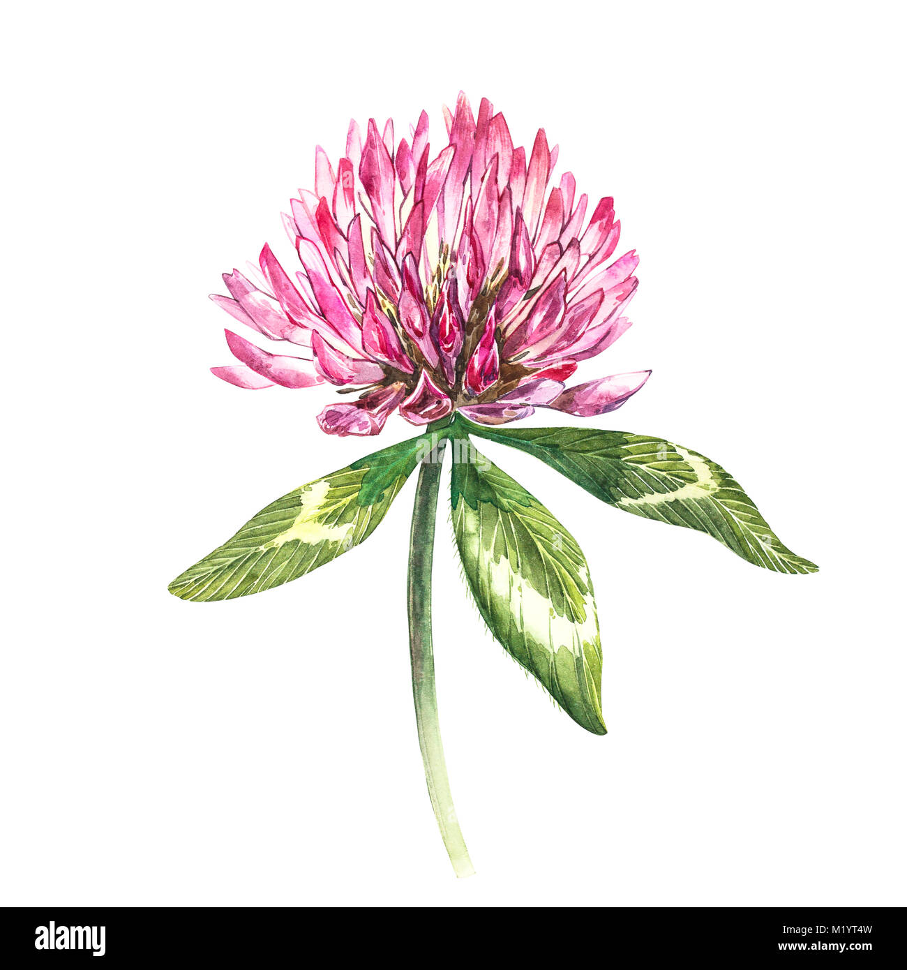 Flower of red clover with leaves. Watercolor botanical illustration isolated on white background. Happy Saint Patricks Day. Stock Photo