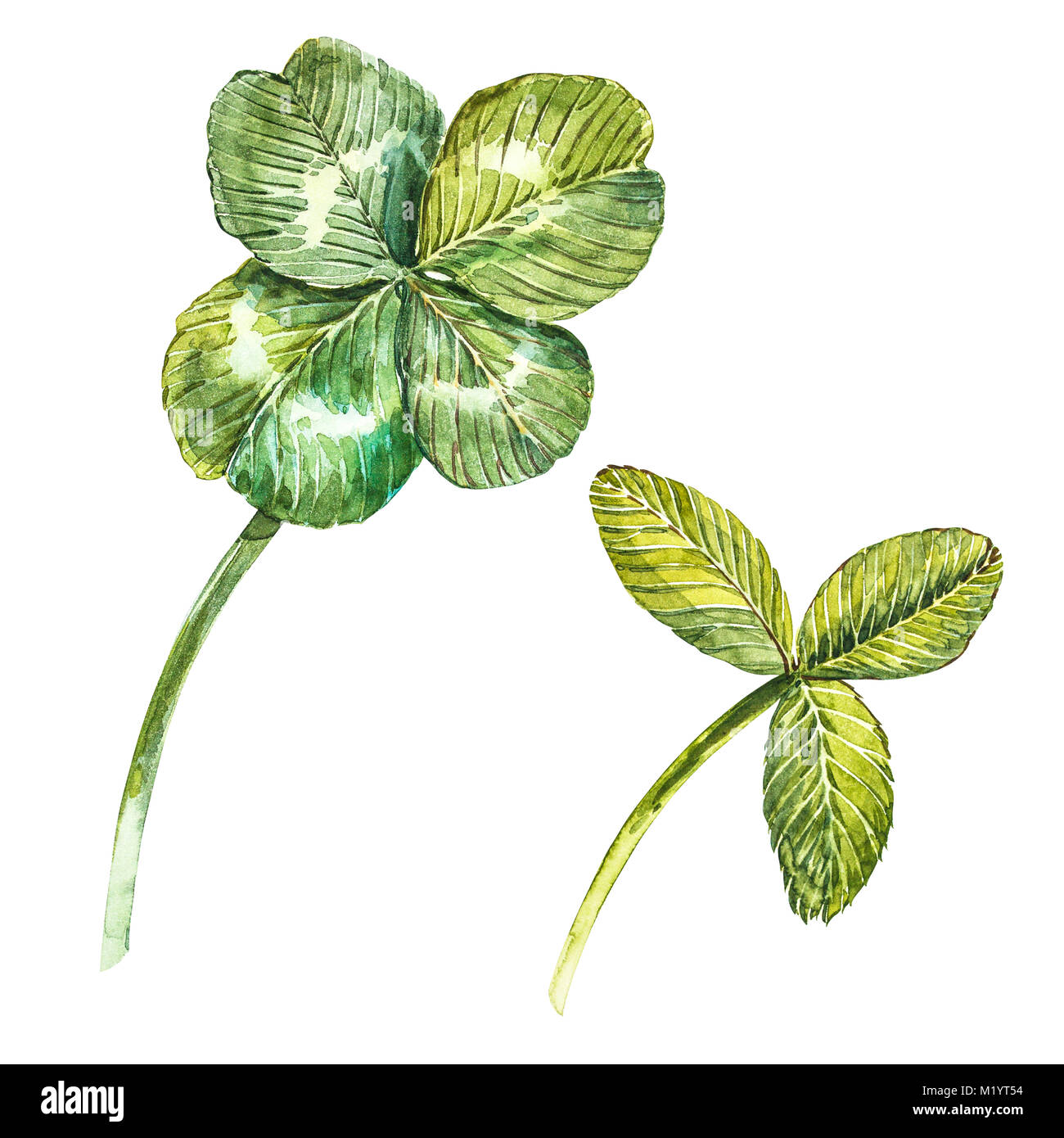 A set of clover leaves - four-leafed and trefoil. Watercolor ...