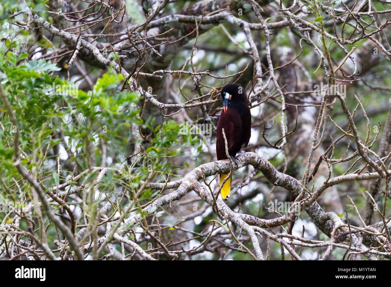 black oropendola perched on a jocote tree in Costa Rica Stock Photo