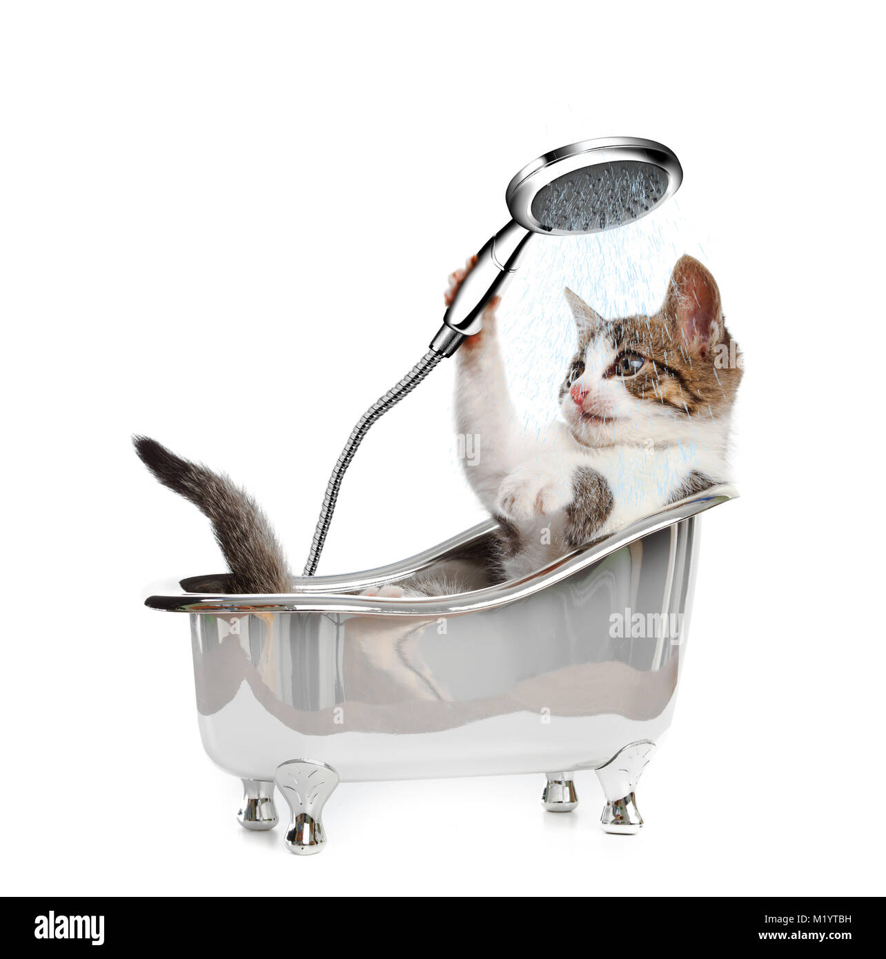 Cat in a bathtube with the shower on white background Stock Photo