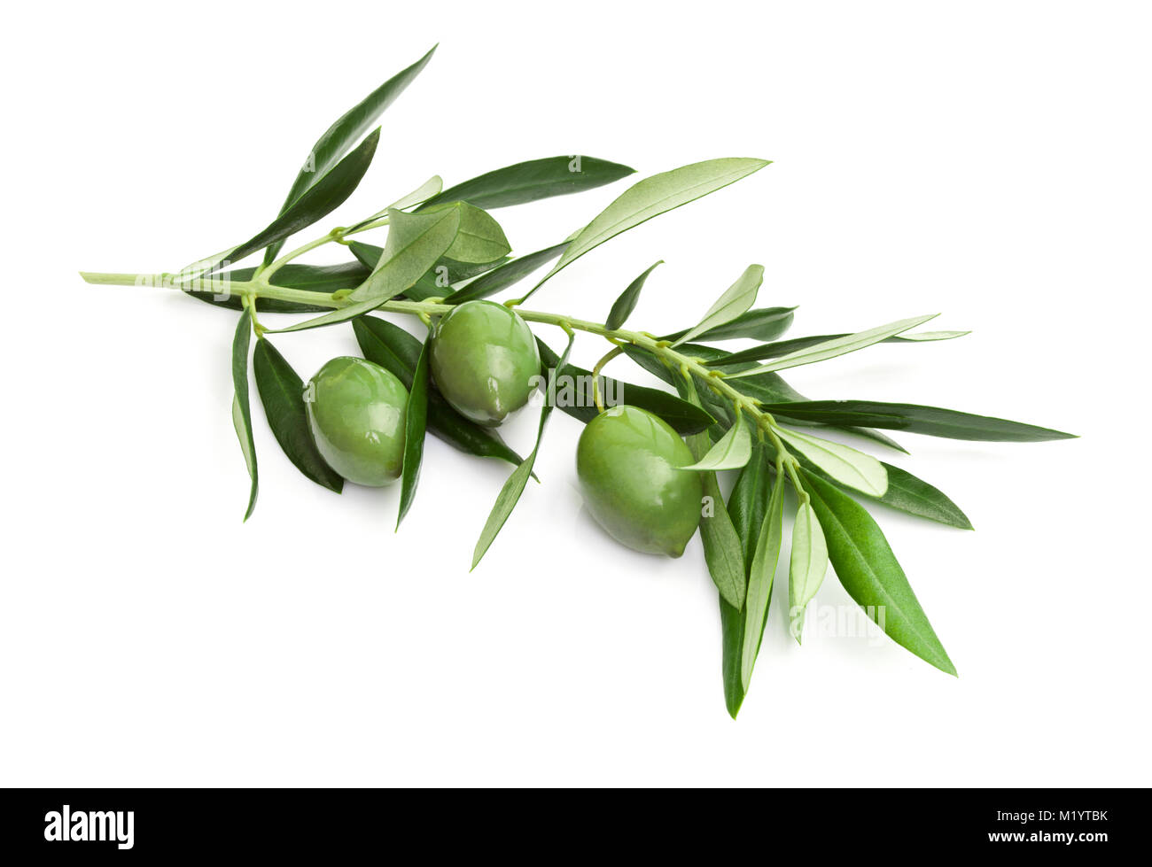 Branch of green olives isolated on white background Stock Photo - Alamy
