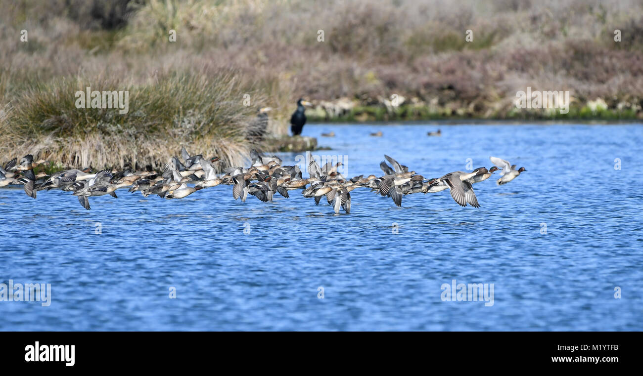 Group of ducks in flight flush over marsh water Stock Photo
