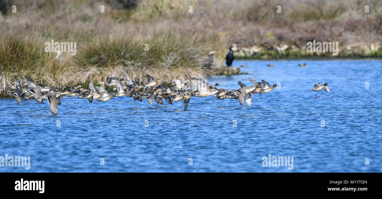 Group of ducks in flight flush over marsh water Stock Photo