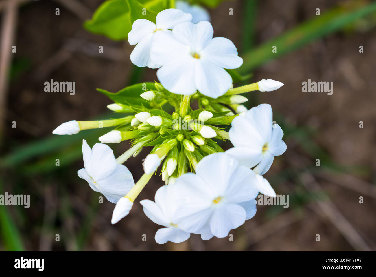 Jasminum Stock Photo