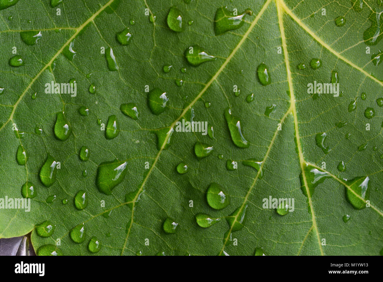 Raindrops on a leaf Stock Photo