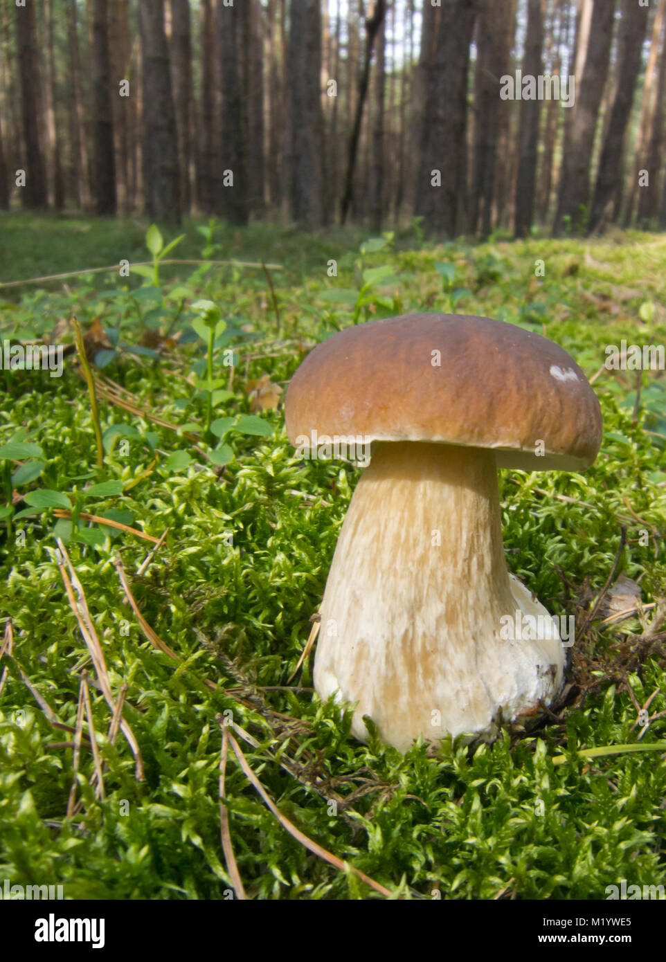 a beautiful mushroom in the forest on one day in September Stock Photo