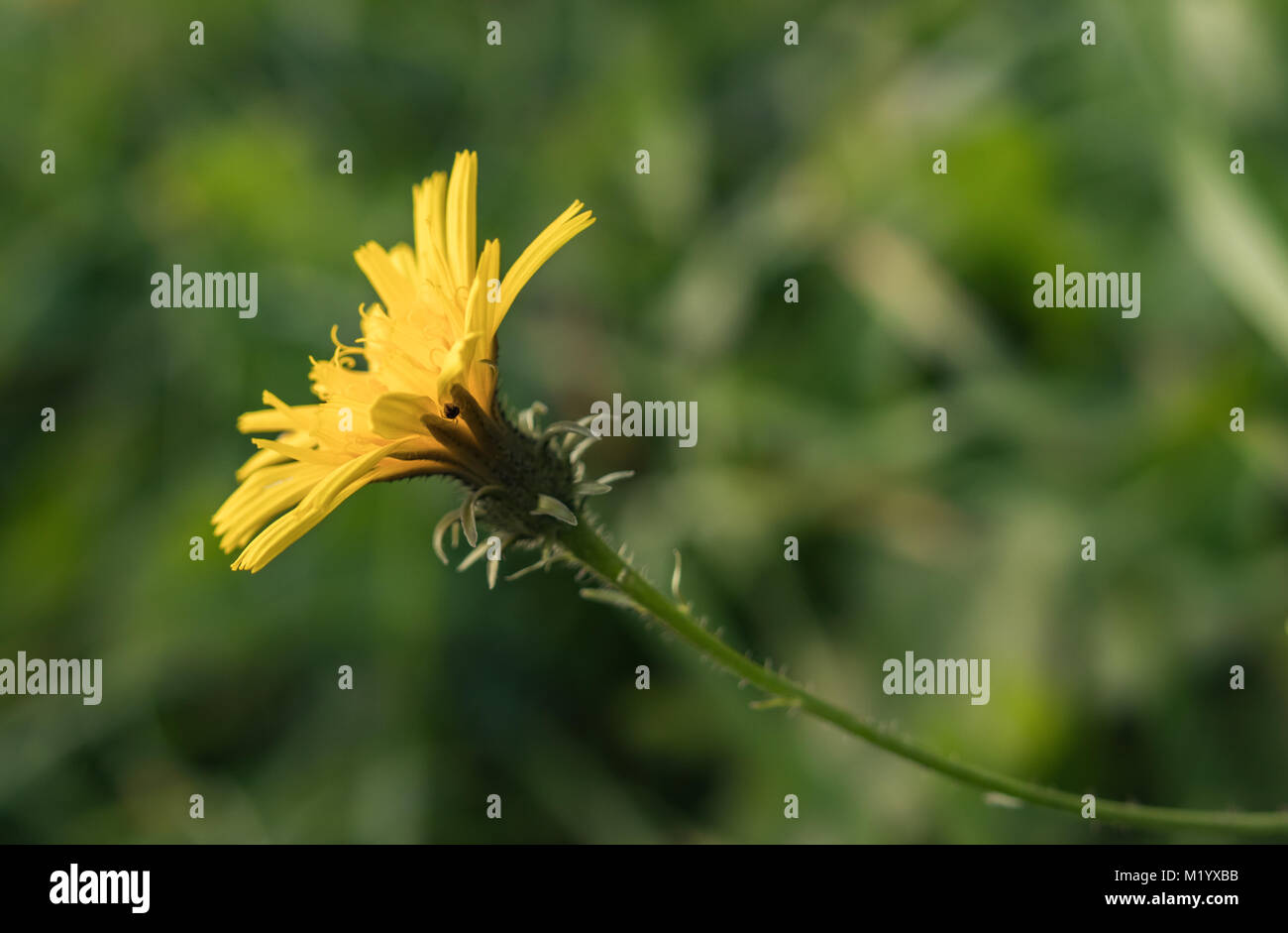 Spotted Hawkweed with small white flowers in background Stock Photo