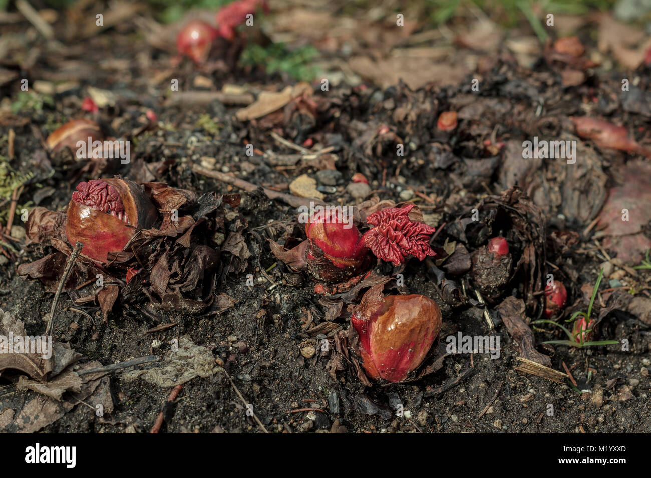 The earliest food crop in a backyard garden, rhubarb's fleshy red buds emerge from the soil in late winter, before any leaves are visible. Stock Photo