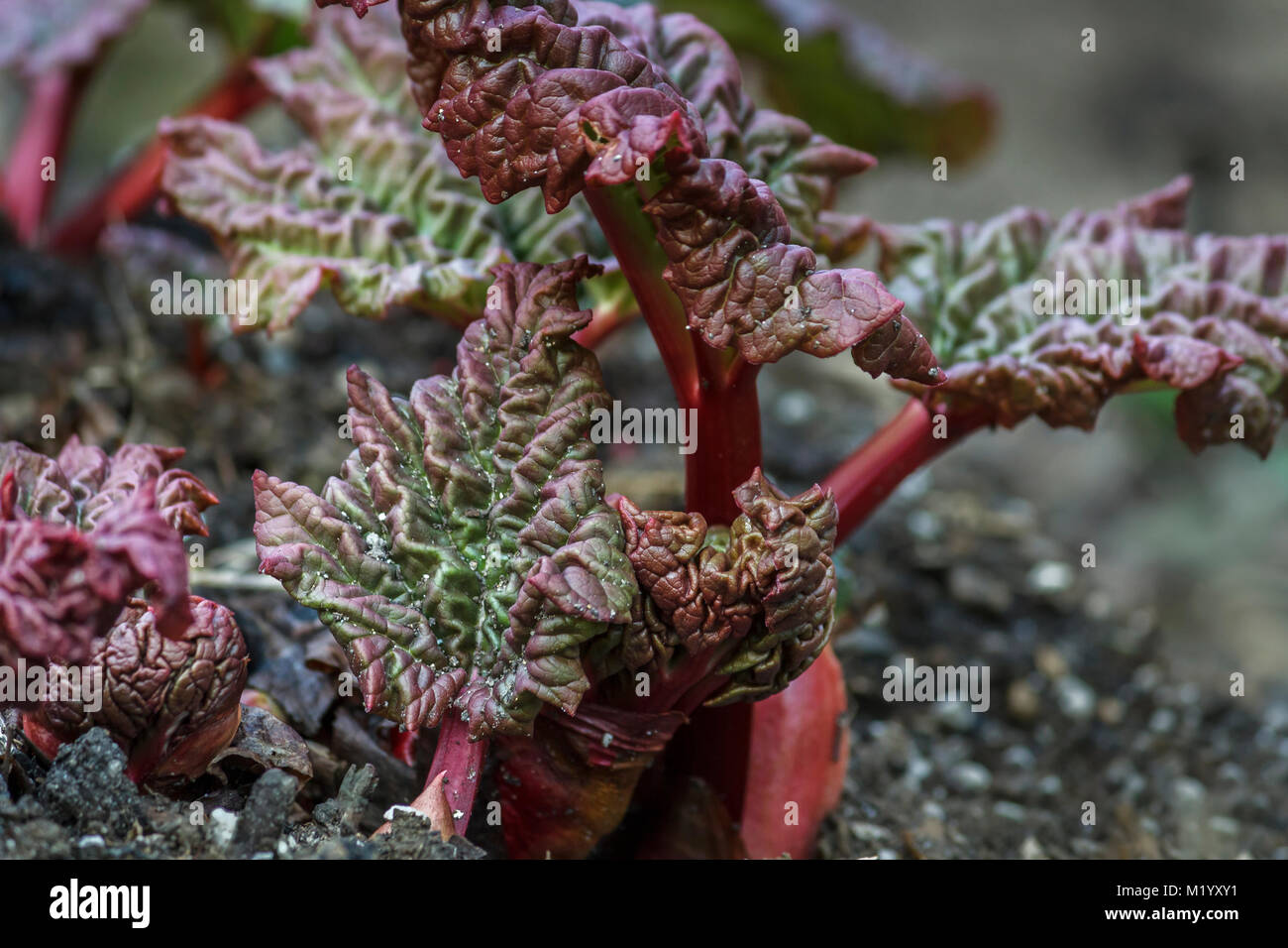 A close view of rhubarb in an early spring garden shows deep red stems and wrinkled leaves that unfold and turn green up as they grow in the sunlight. Stock Photo
