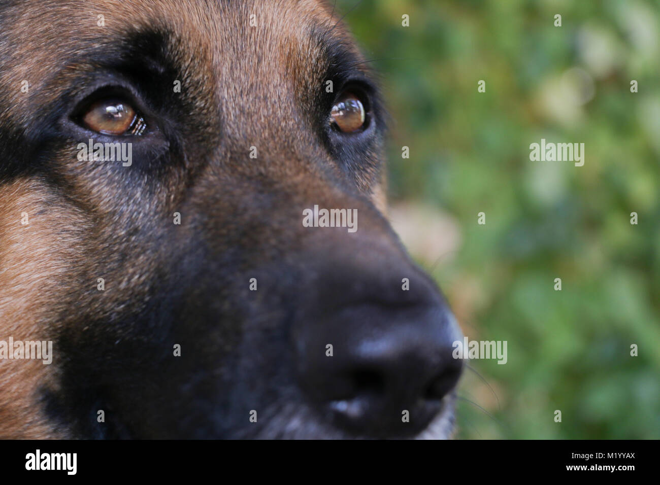 German sheperd hi-res stock photography and images - Alamy