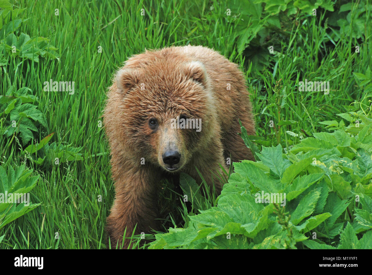 A young Kodiak Bear near Fraser Lake on Kodiak Island Stock Photo Alamy