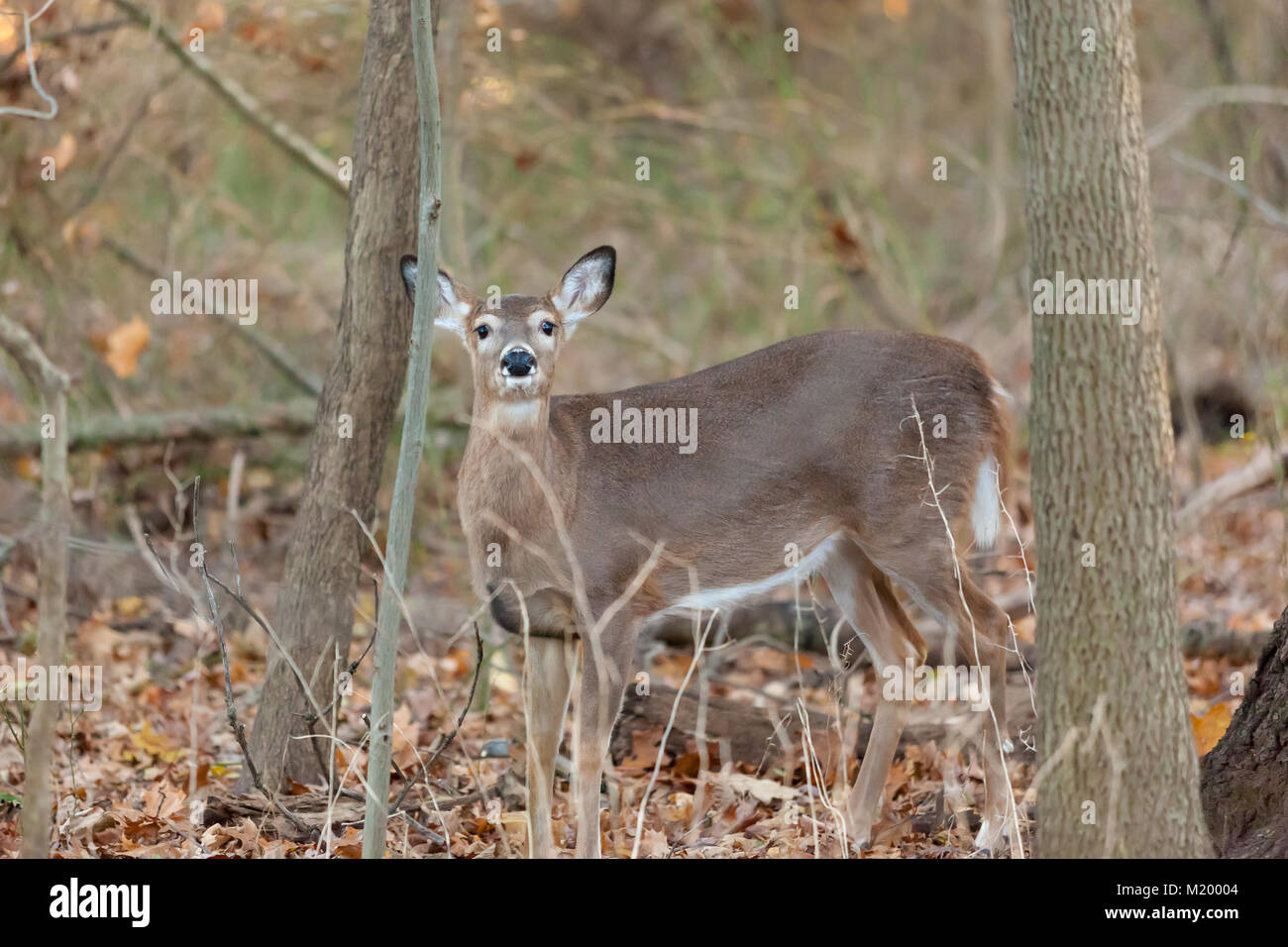 A white-tailed deer in the woods in New Jersey Stock Photo