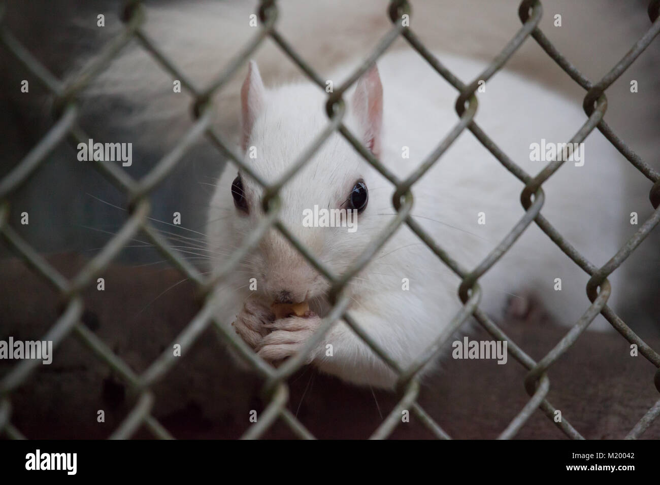 A white squirrel eats behind a fence at a zoo Stock Photo Alamy