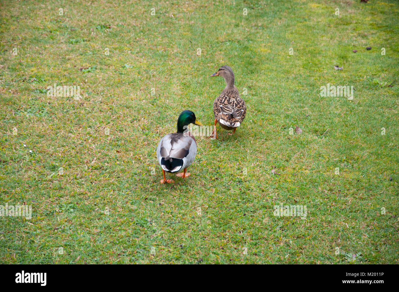 Two Ducks On The Lawn Stock Photo Alamy