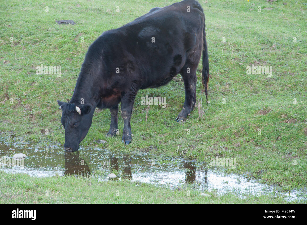 Black Dairy Cow Drinking Water Stock Photo Alamy