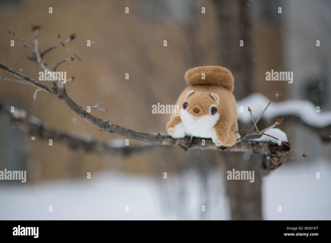 cute fatty ezo momonga hokkaido siberian flying  squirrel doll on tree in  winter season with snow fall Stock Photo