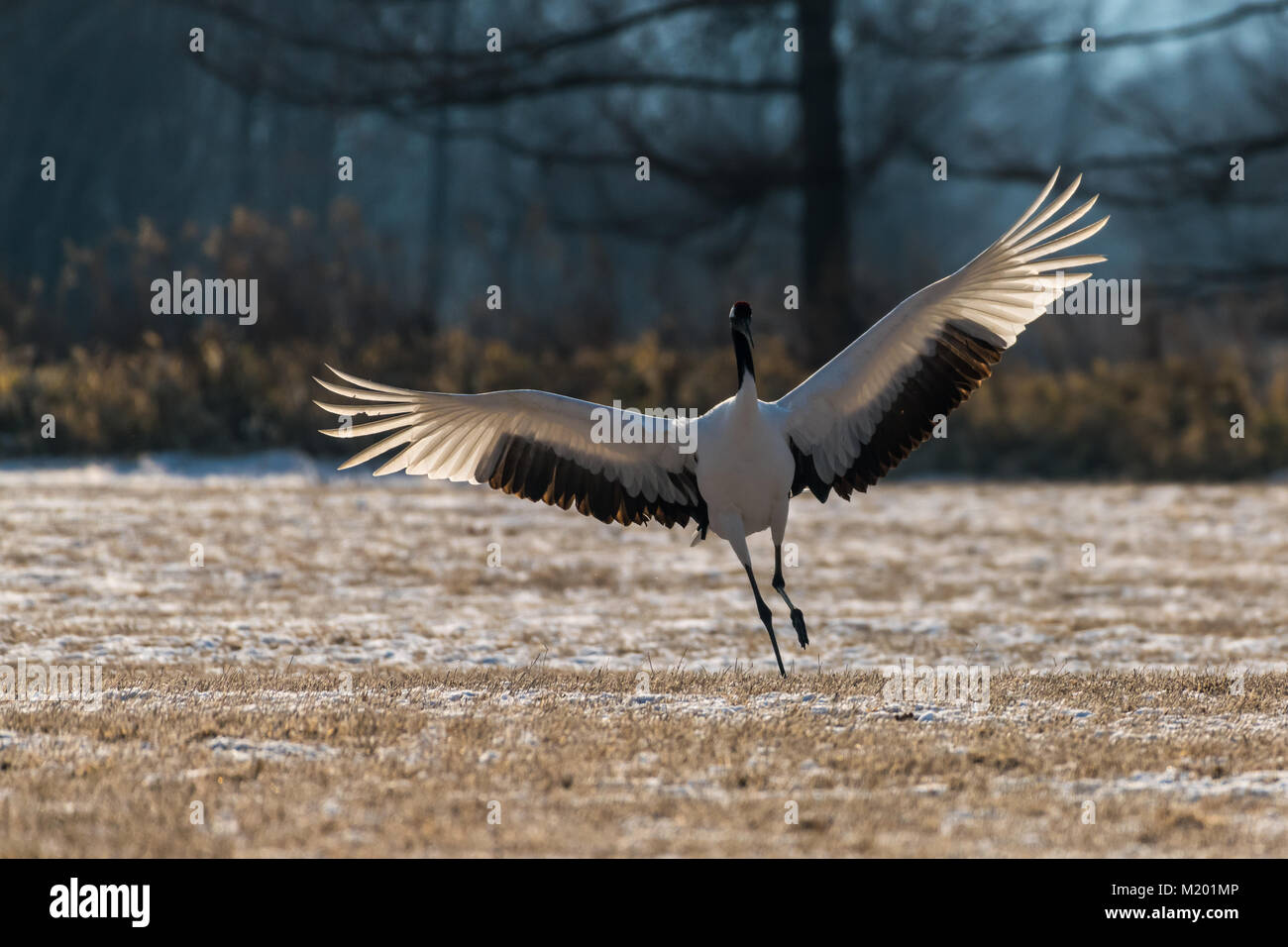 Flying red crowned crane hi-res stock photography and images - Alamy