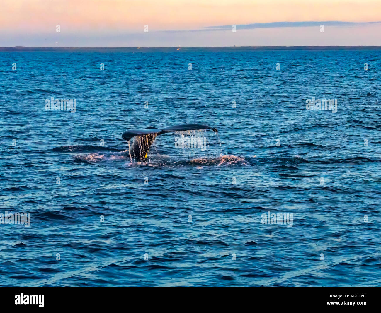 Tail of humpback whale hi-res stock photography and images - Alamy