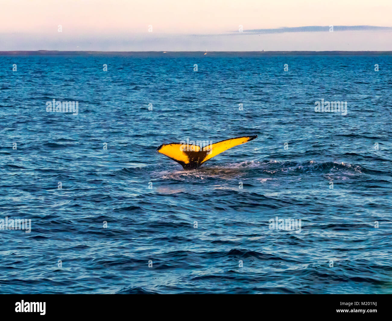 Tail of Humpback Whale diving in the blue sea at Iceland in the morning ...