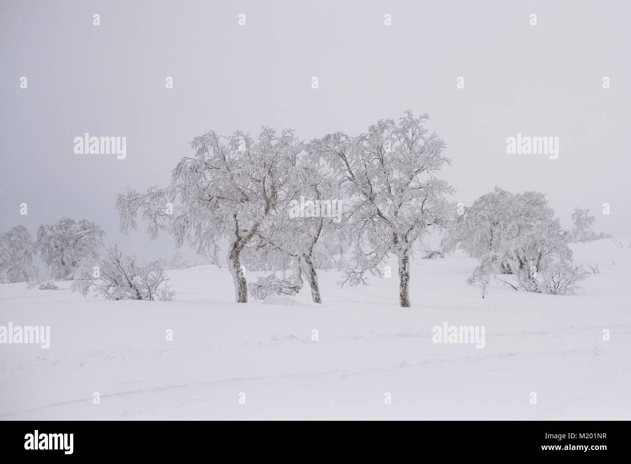 beautiful frozen tree in winter season snow stuck on branch and trunk ...