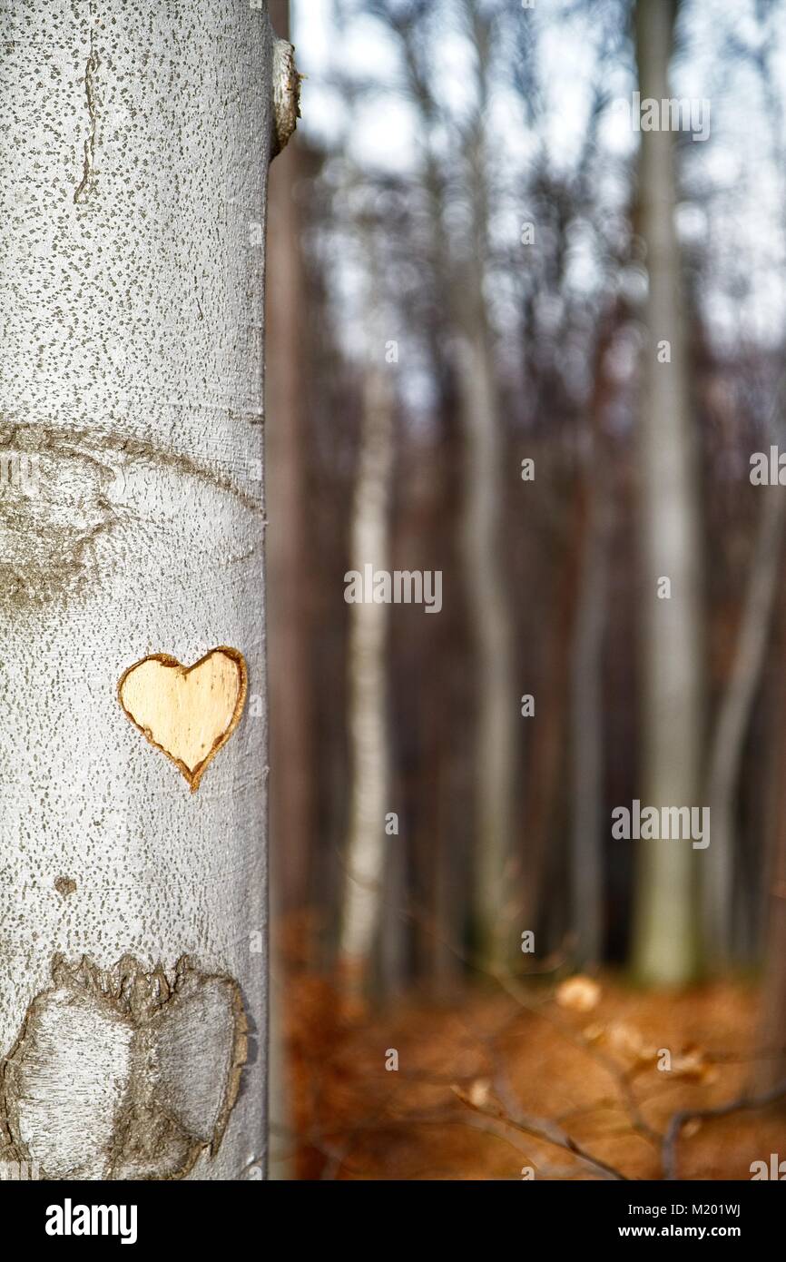Heart carved on the tree trunk / beech tree. Woods in the background. Valentine / Love Stock Photo